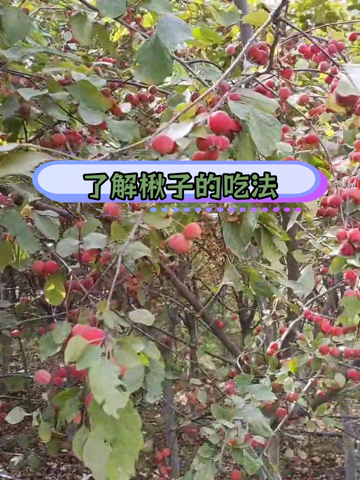 海棠果能吃吗食用禁忌是什么