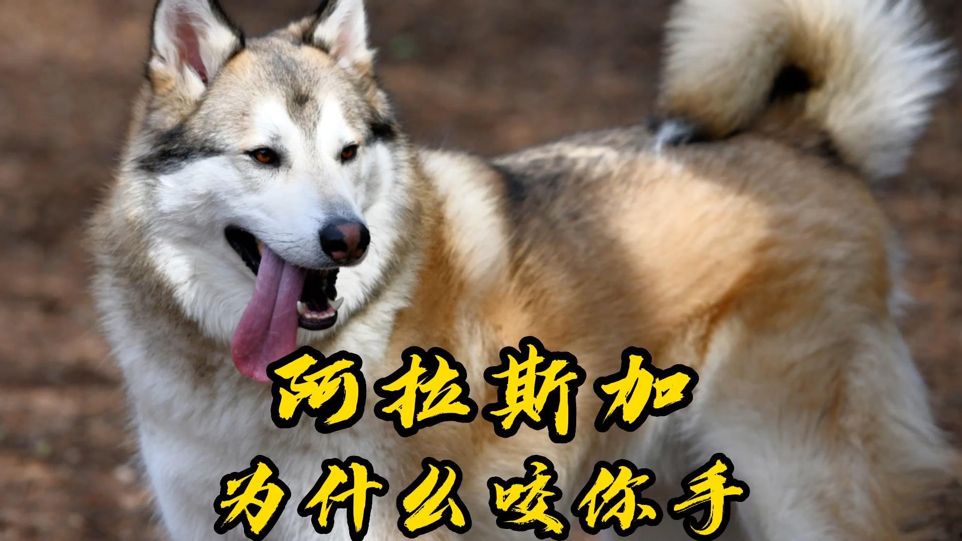 萨书双