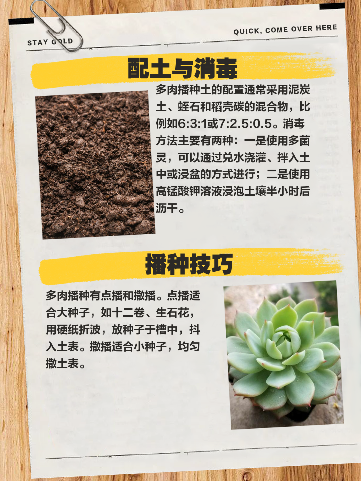冬天种下的多肉多久发芽
