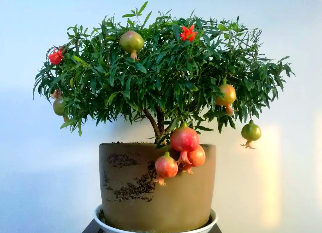 康鸿煊
