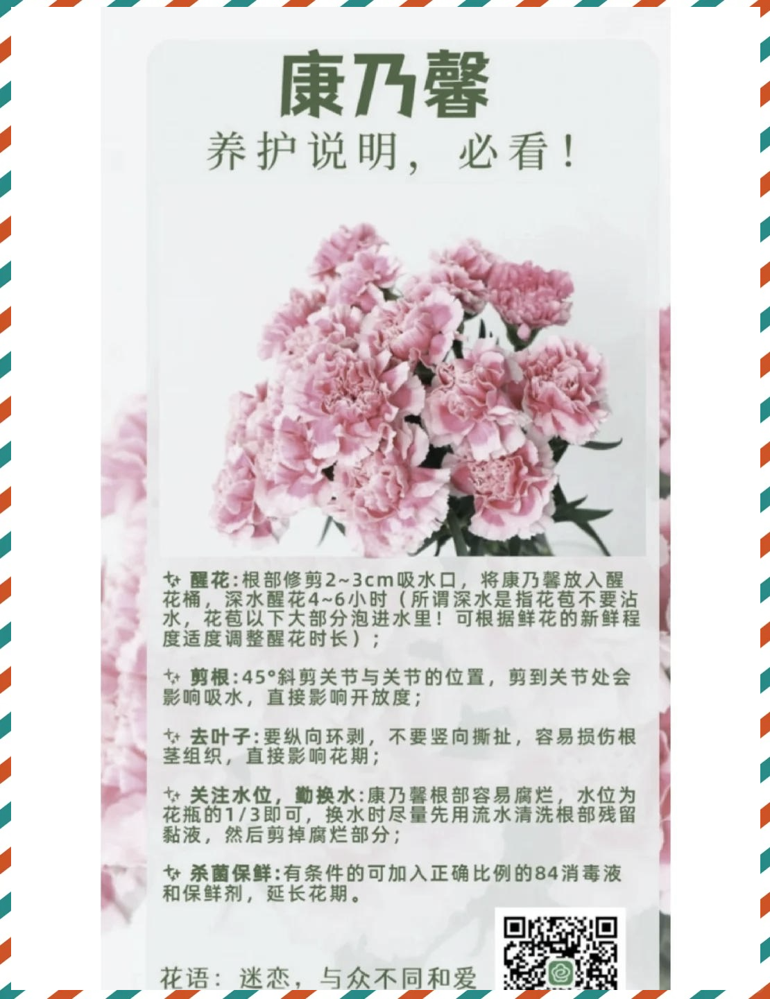 粉康乃馨花的花语是什么