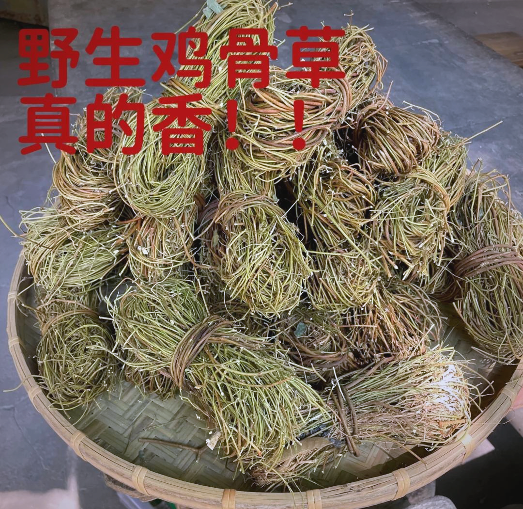 鸡骨草的功效与作用有哪些