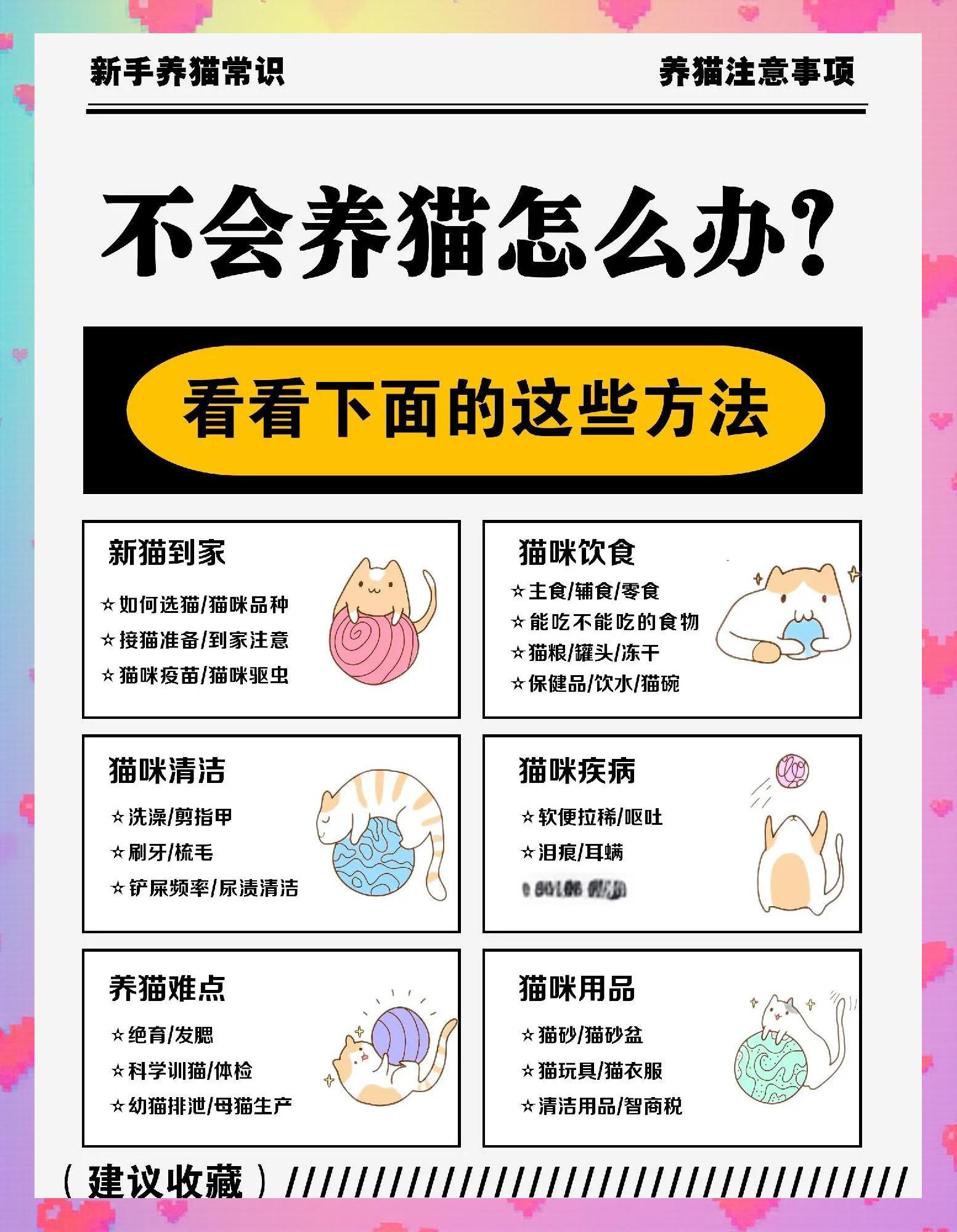 新手养蓝猫注意事项有什么