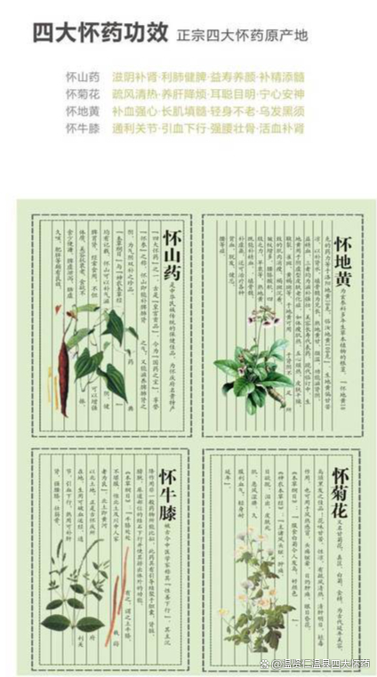 四大怀药之一的怀菊花