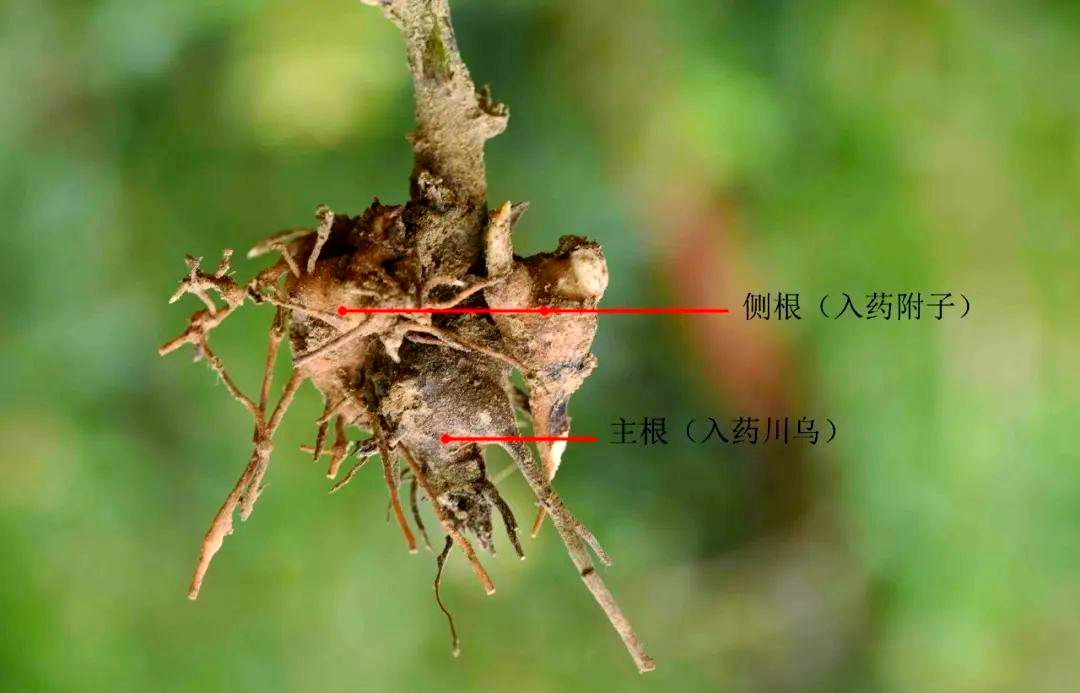 制附子和附子有什么区别