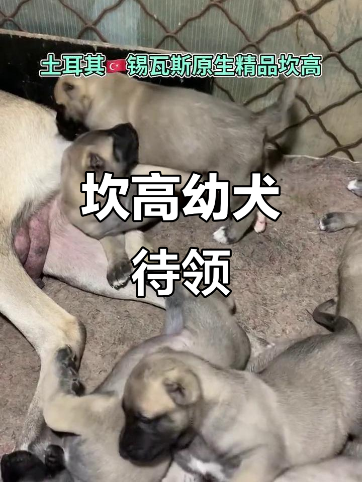 土耳其坎高犬价格及饲养方法