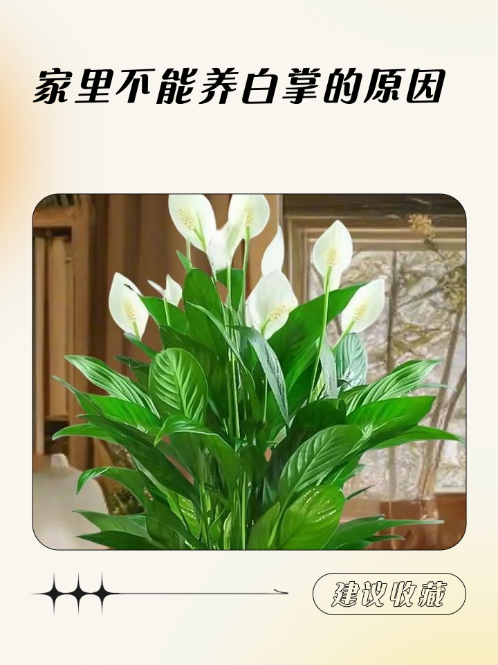 养白掌得注意两个禁忌不能碰
