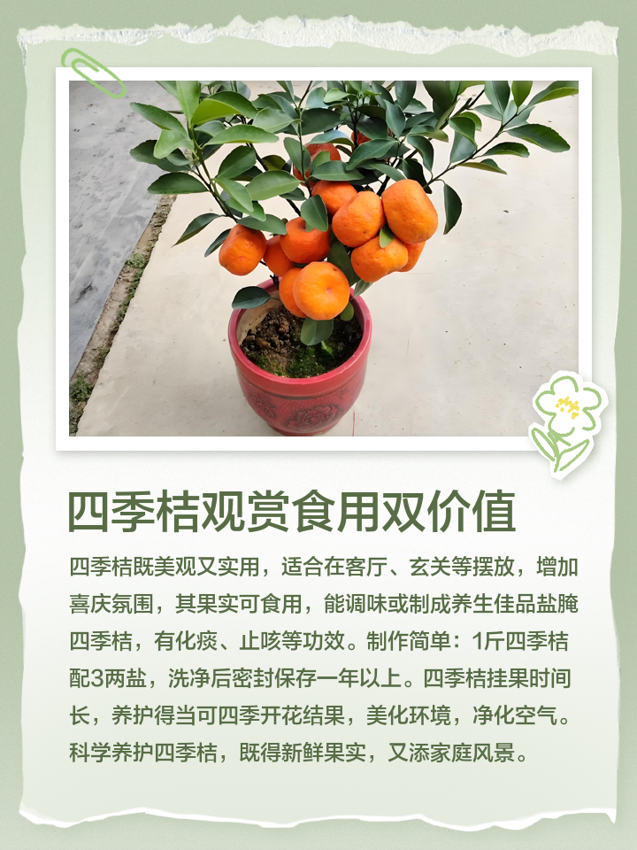 四季果的养殖方法与注意事项