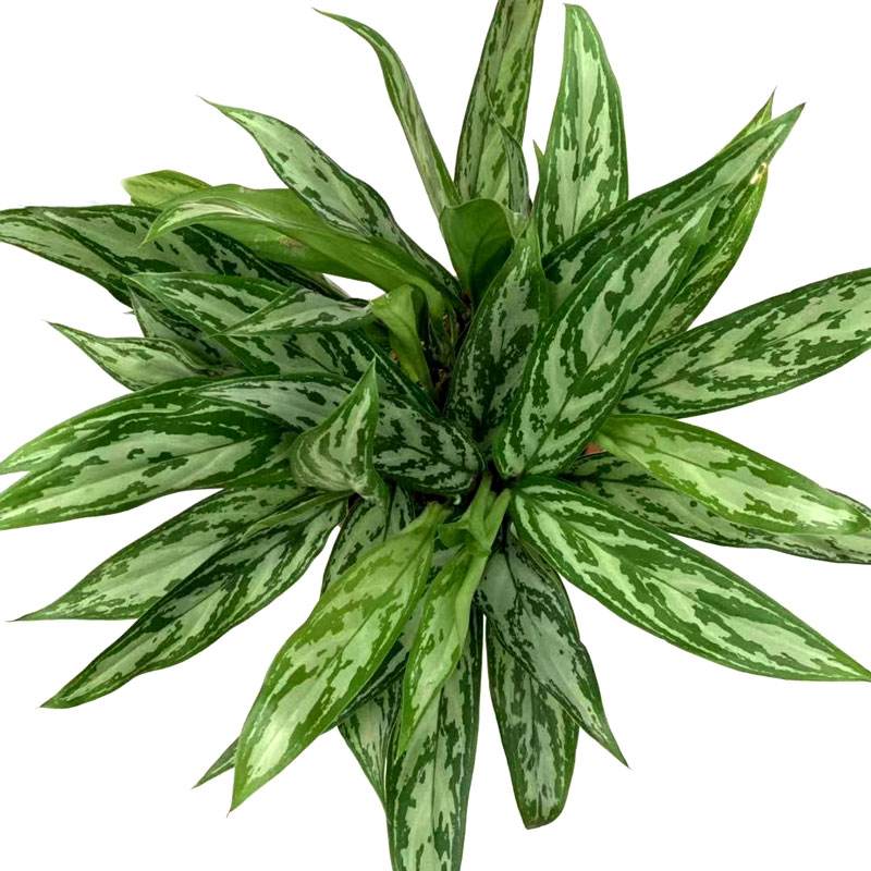 驹语蕊