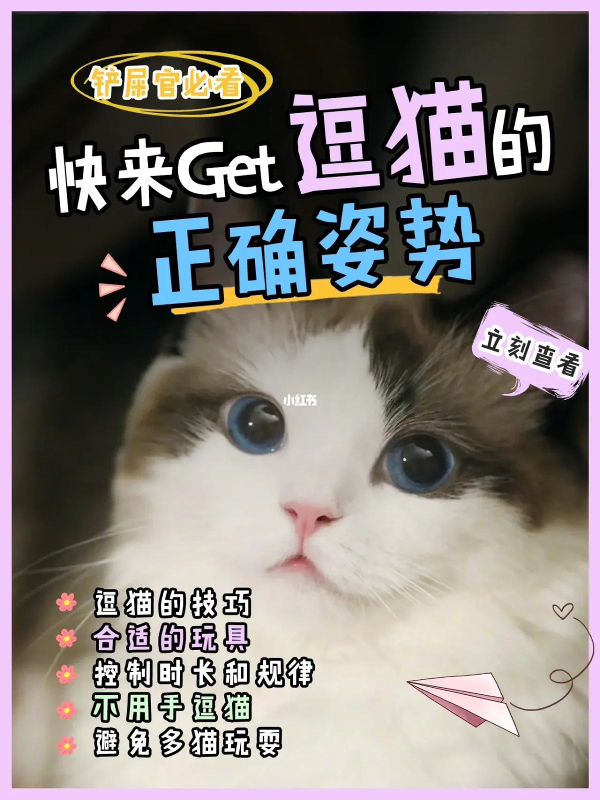 逗猫的技巧正确的逗猫方法
