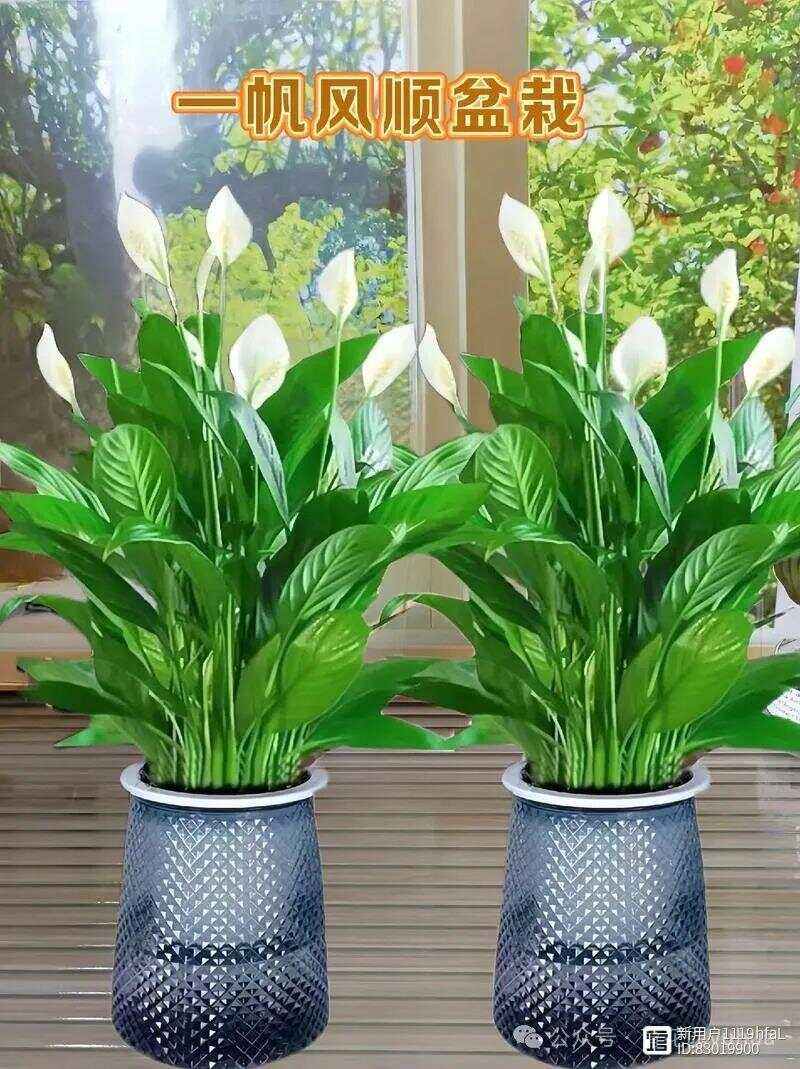 养什么植物最旺财旺家庭