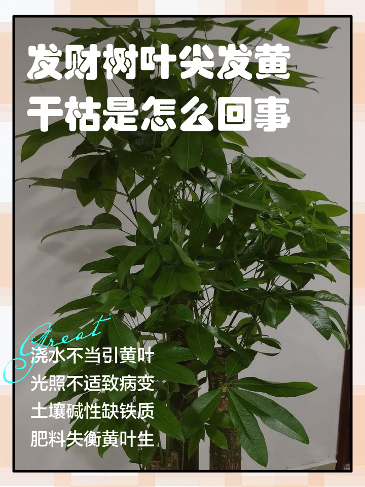 发财树叶子干枯,要不要把叶子都剪掉栽培？