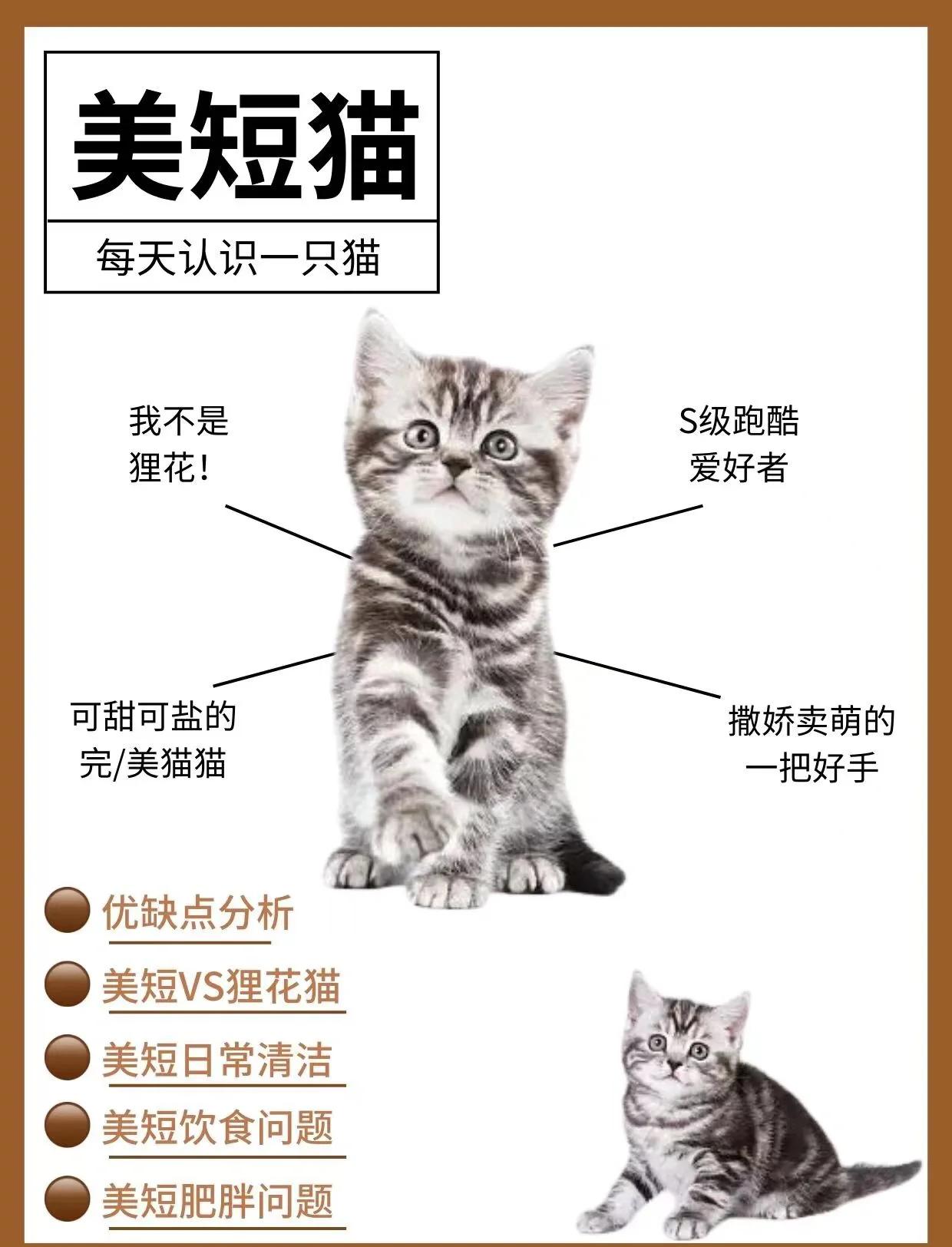 普通的宠物美短多少钱一只比较合理？