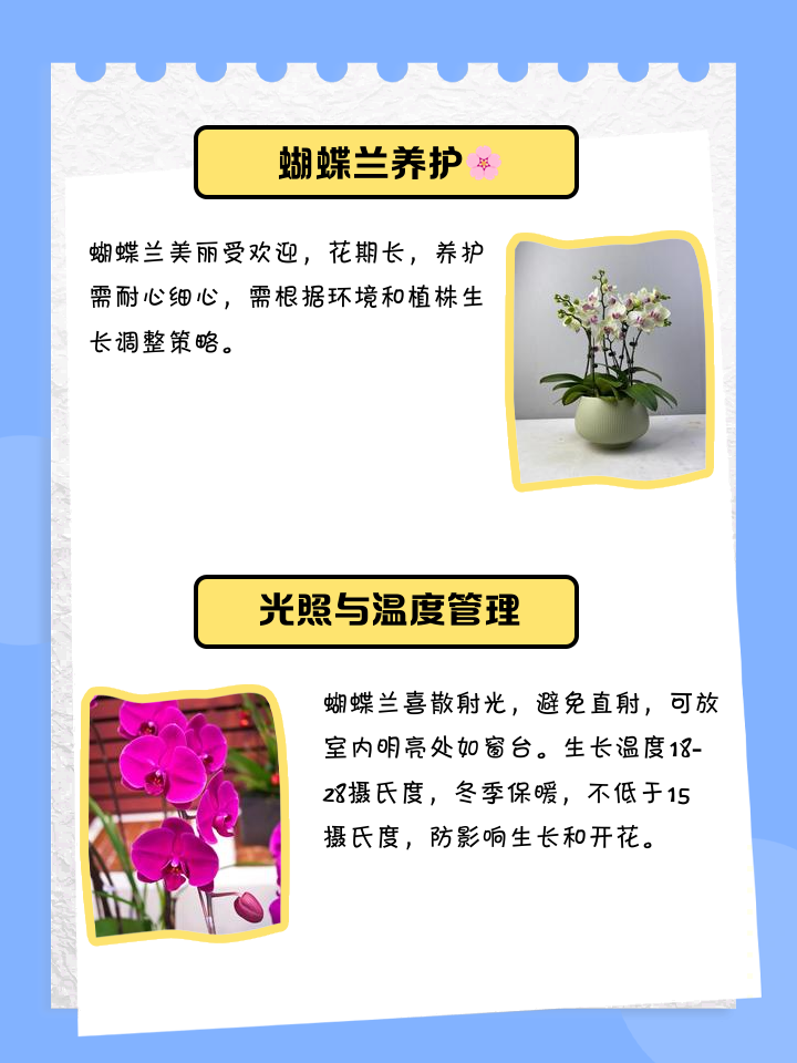 蝴蝶兰的养殖方法及注意事项大全