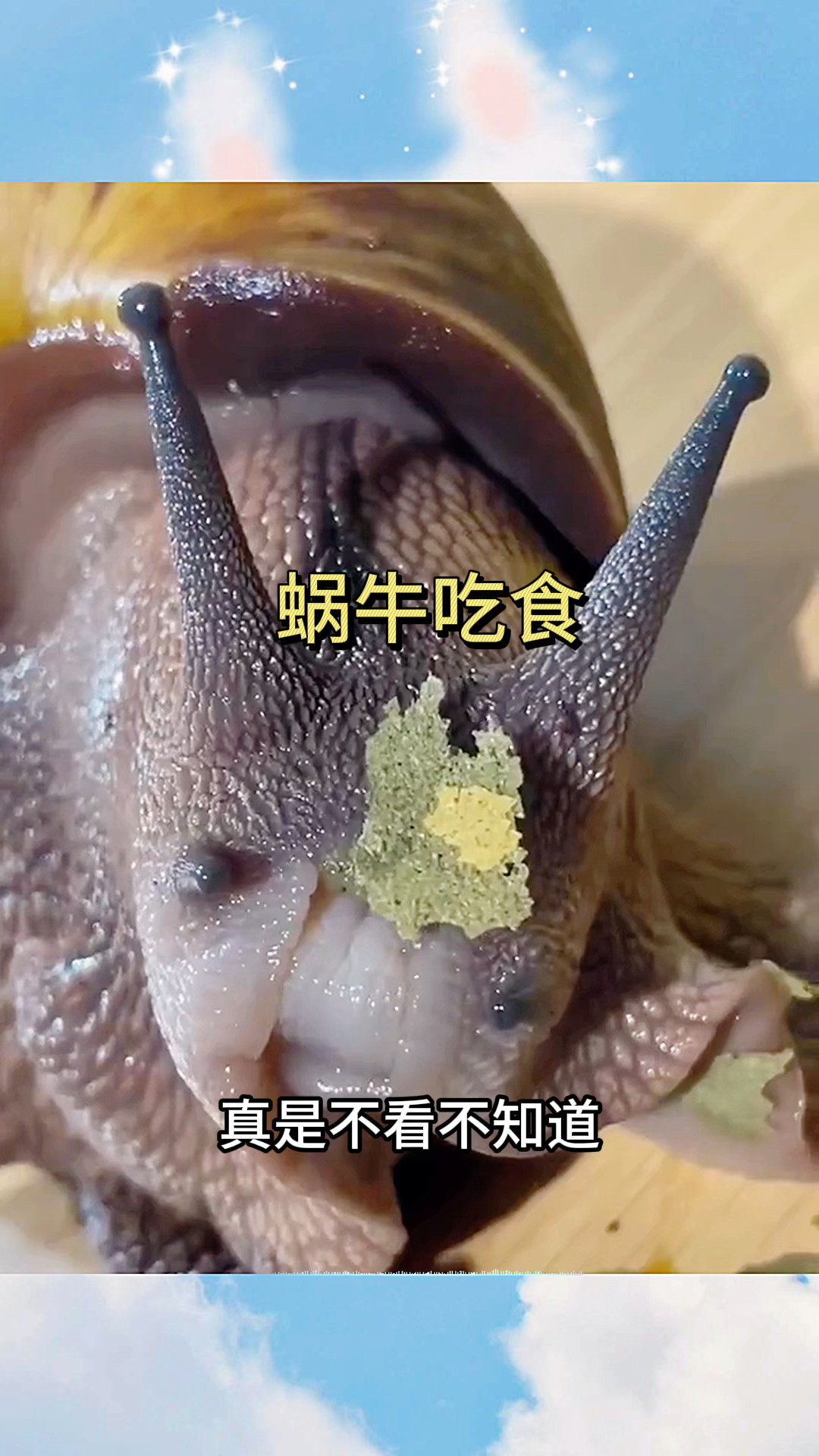 旅行青蛙里给蜗牛吃什么