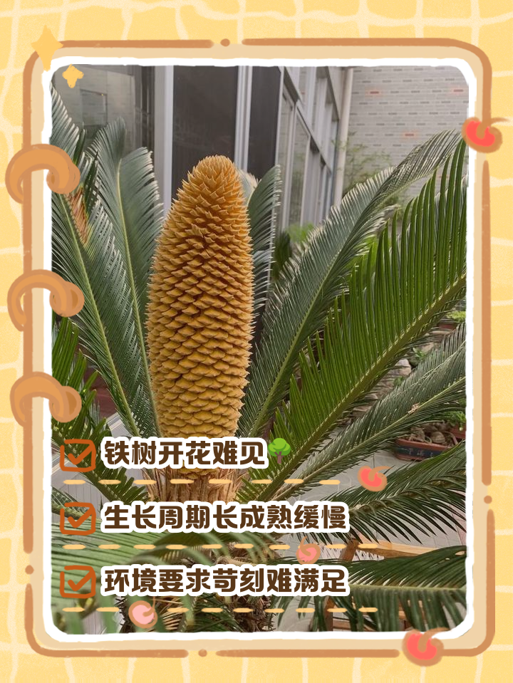 铁树为什么不容易开花,铁树开花好不好风水？