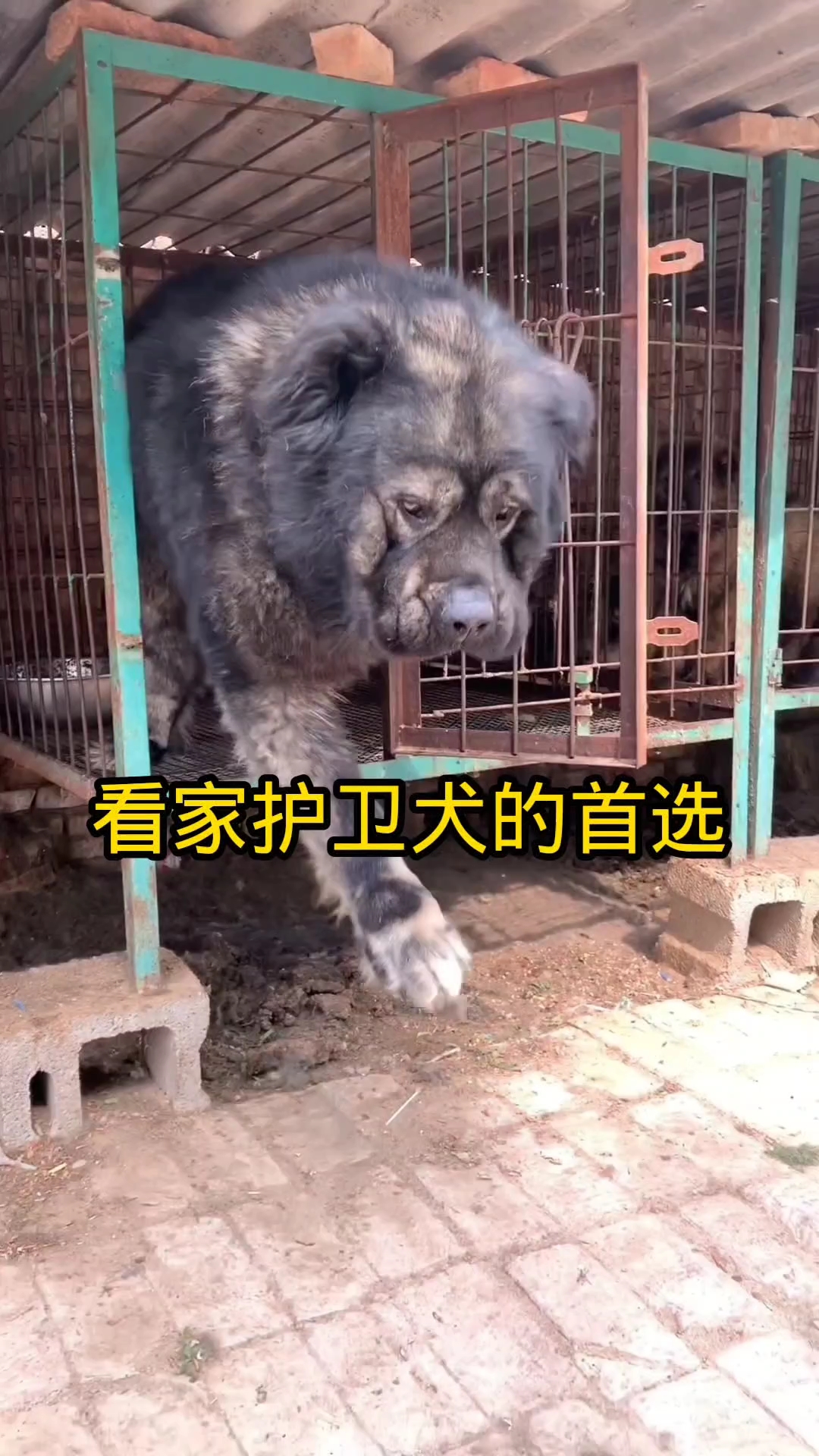 高加索犬幼崽一般价格