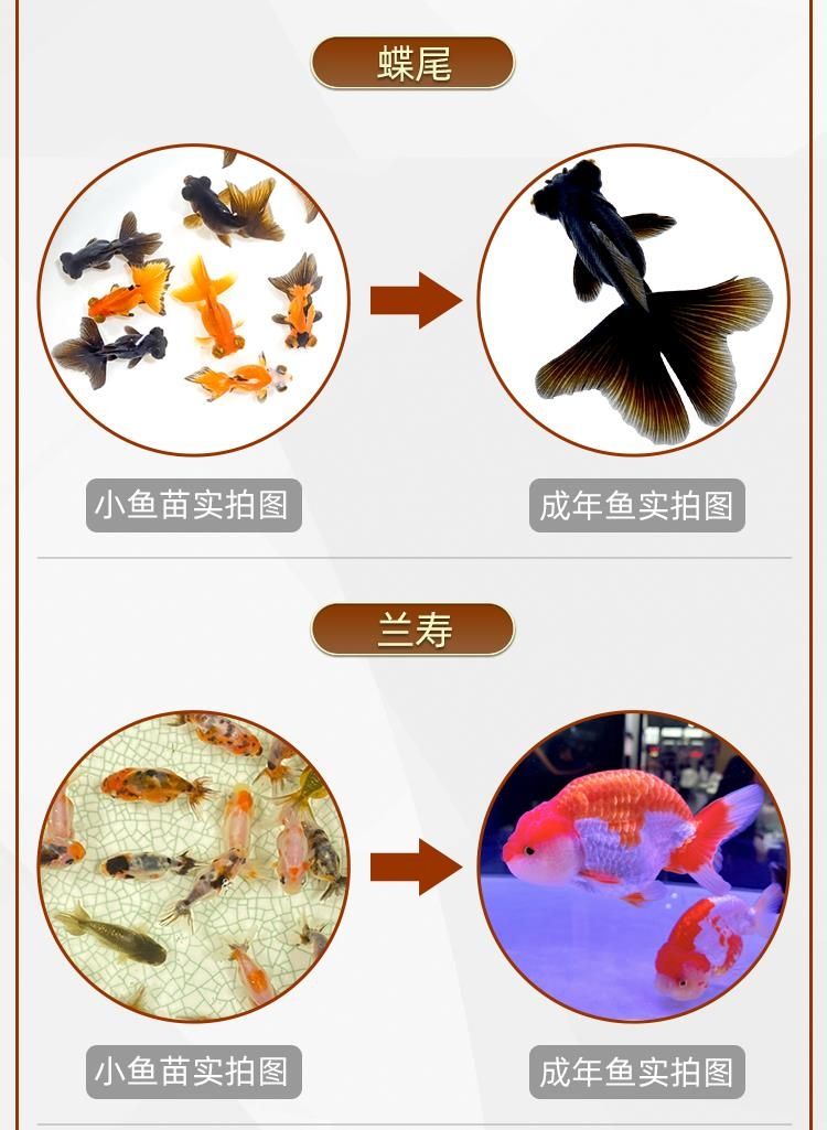 养鱼养几条好单数还是双数