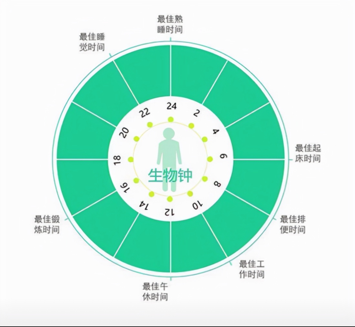 什么叫生物钟它的作用是什么