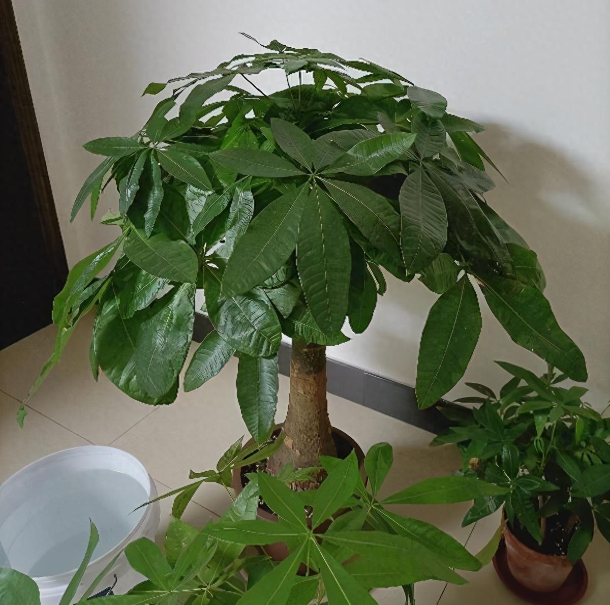 墙根背后种什么树最旺