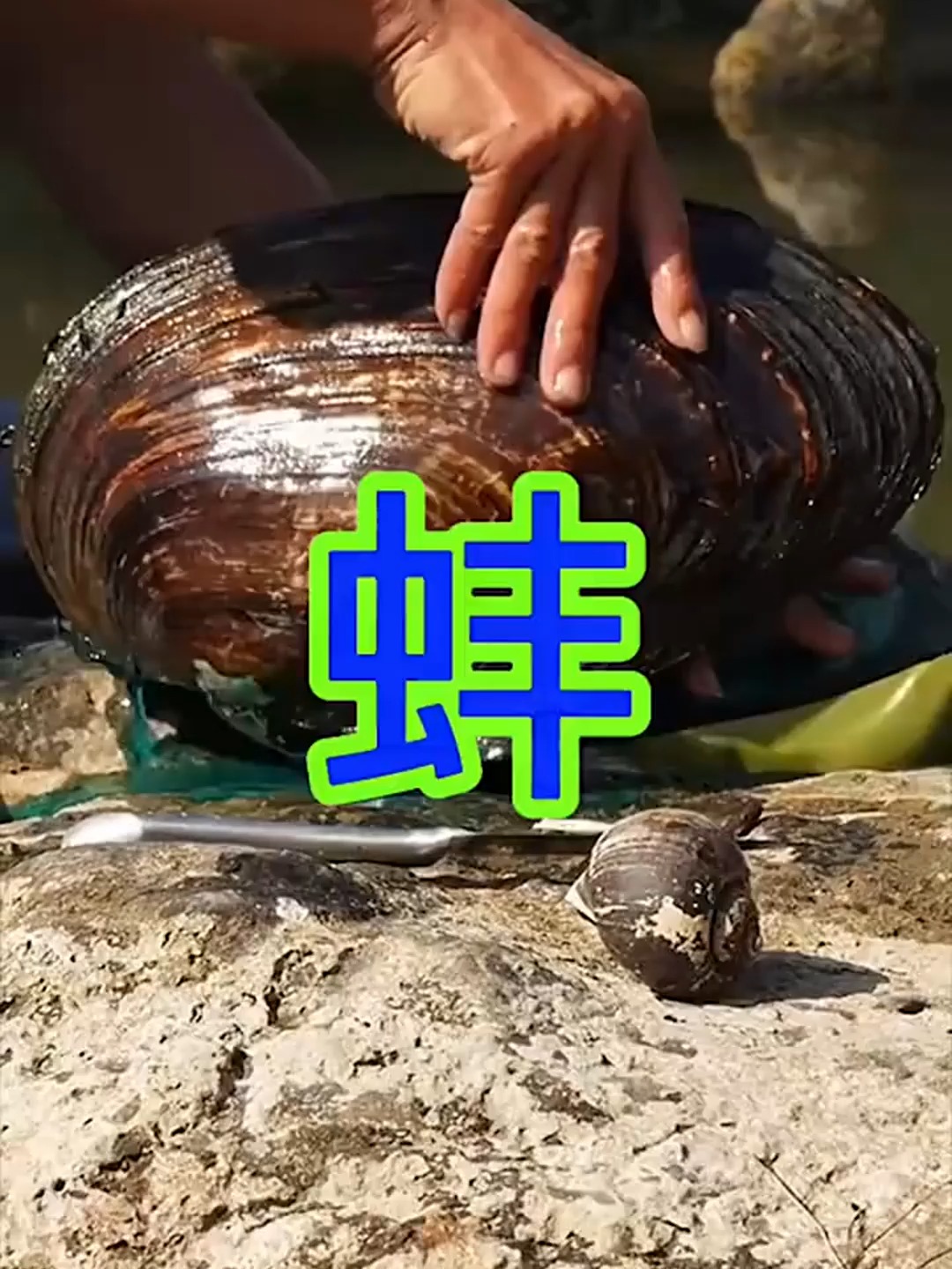 野生河蚌的珍珠值钱吗