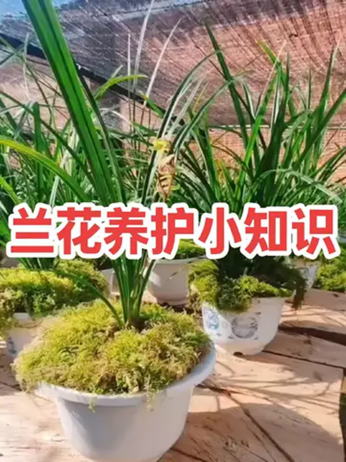 兰花要如何养才能开花多