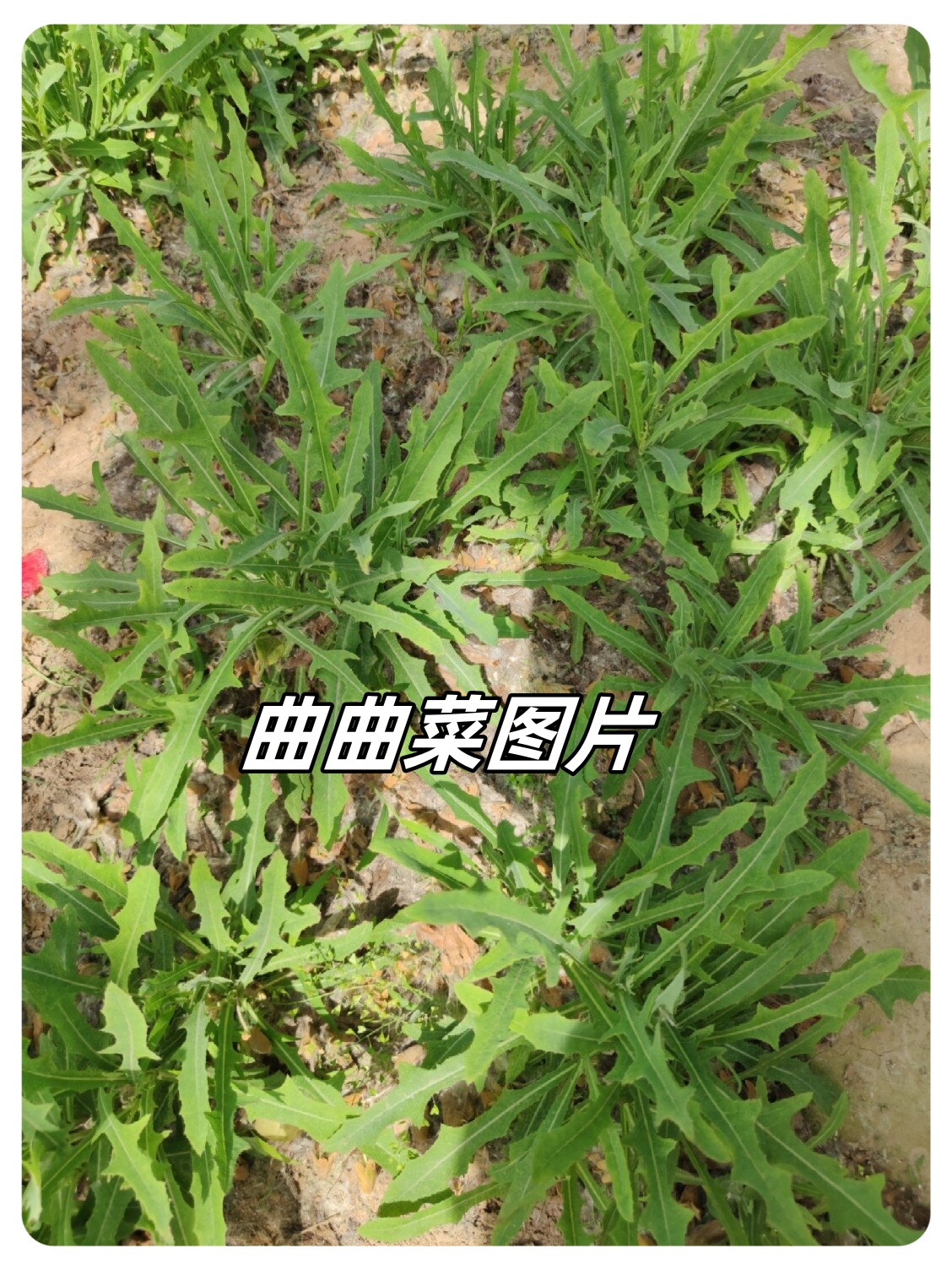 曲曲菜有什么功效曲曲菜的功效与禁忌