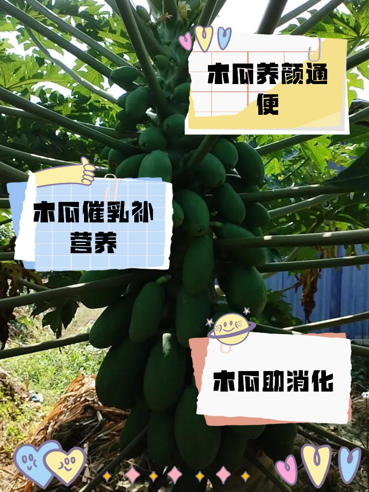 盆栽木瓜的养殖方法介绍