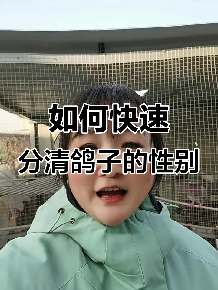 鸽子分公母最简单的方法