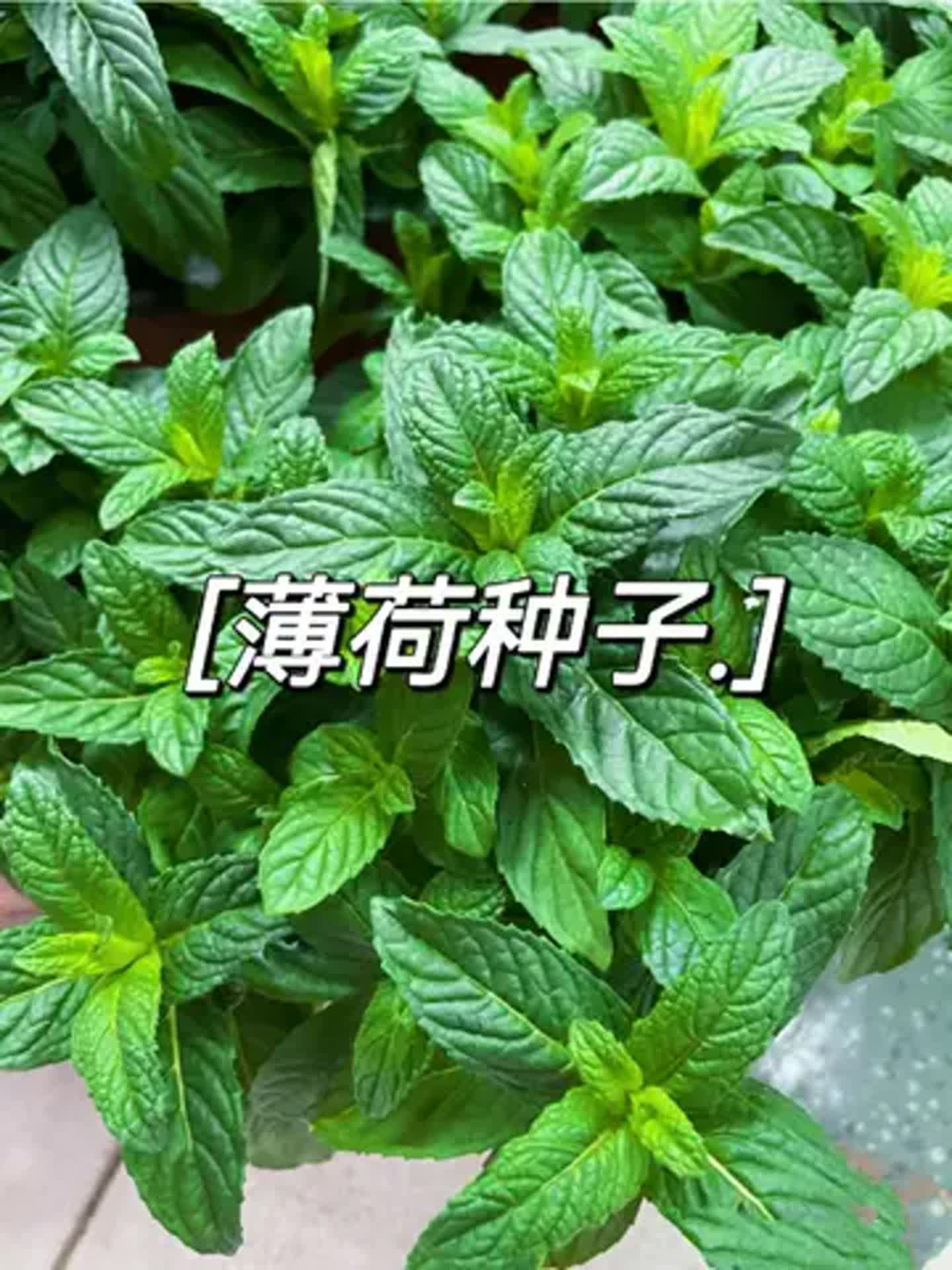 薄荷不仅能泡茶还能泡脚