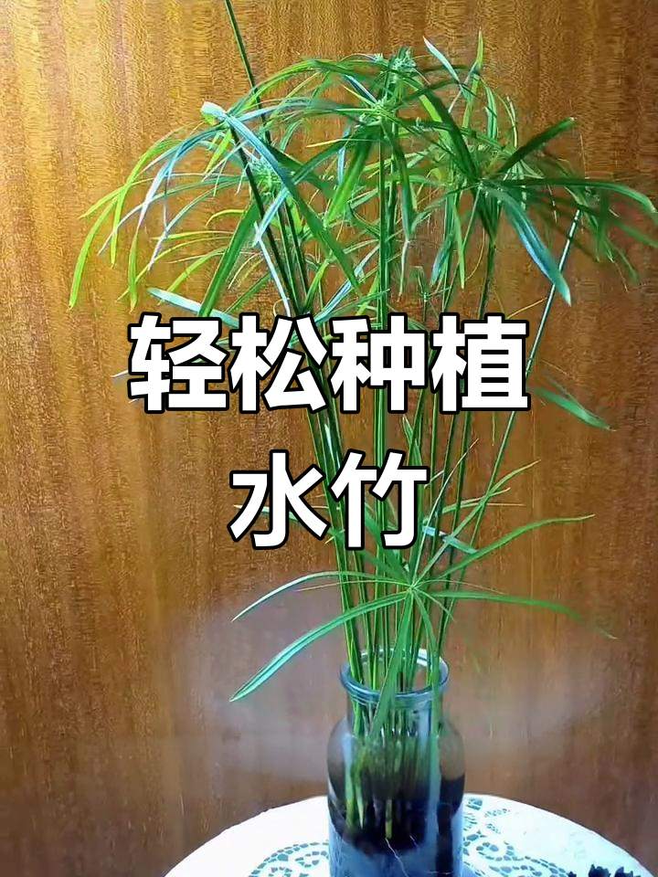 养好水竹必须要掌握的三个技巧