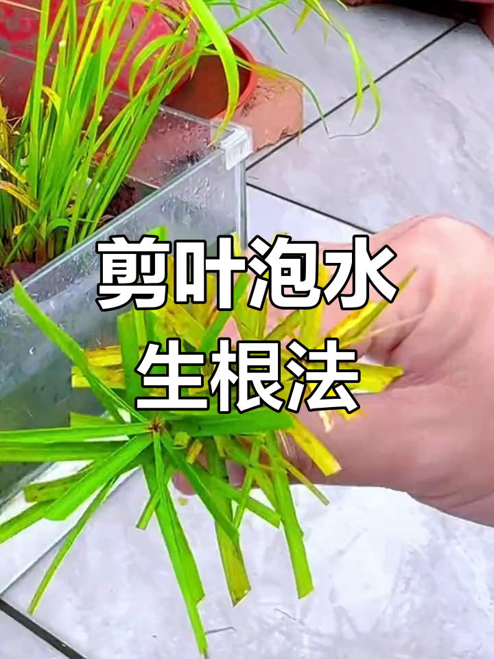 养好水竹必须要掌握的三个技巧
