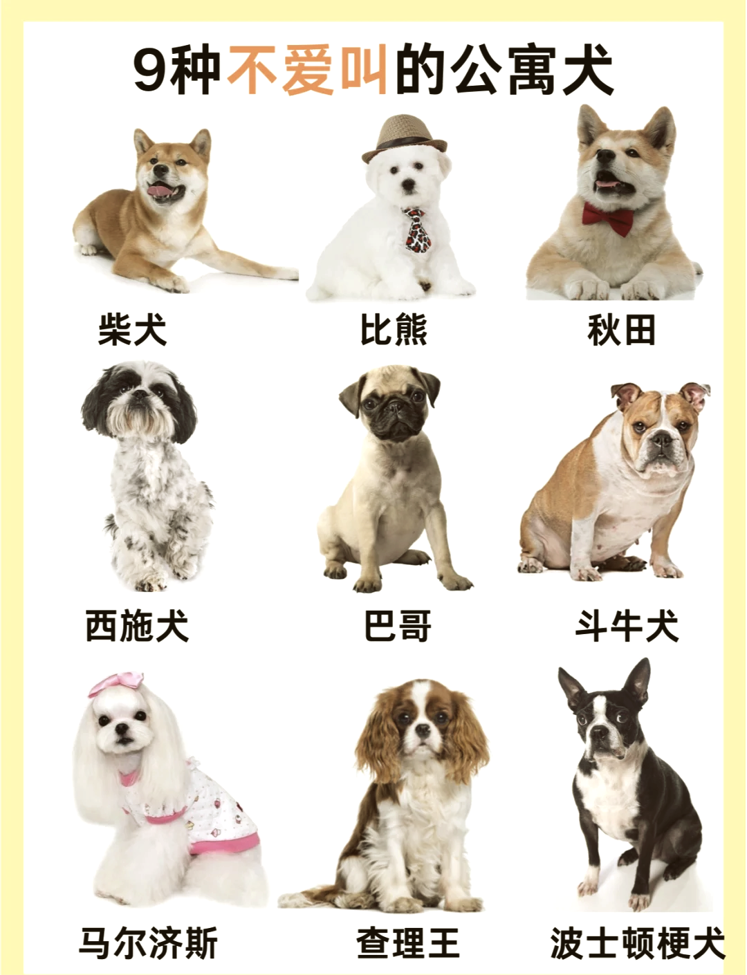 小狗名字大全可爱男狗
