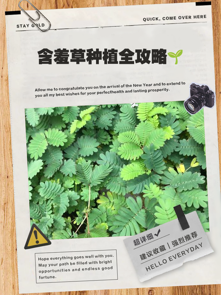 含羞草怎么种,三个步骤即可播种完成