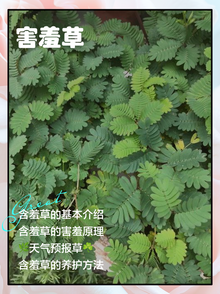 含羞草怎么种,三个步骤即可播种完成