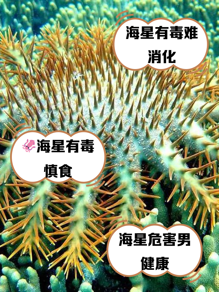 海星怎么吃海星的吃法技巧