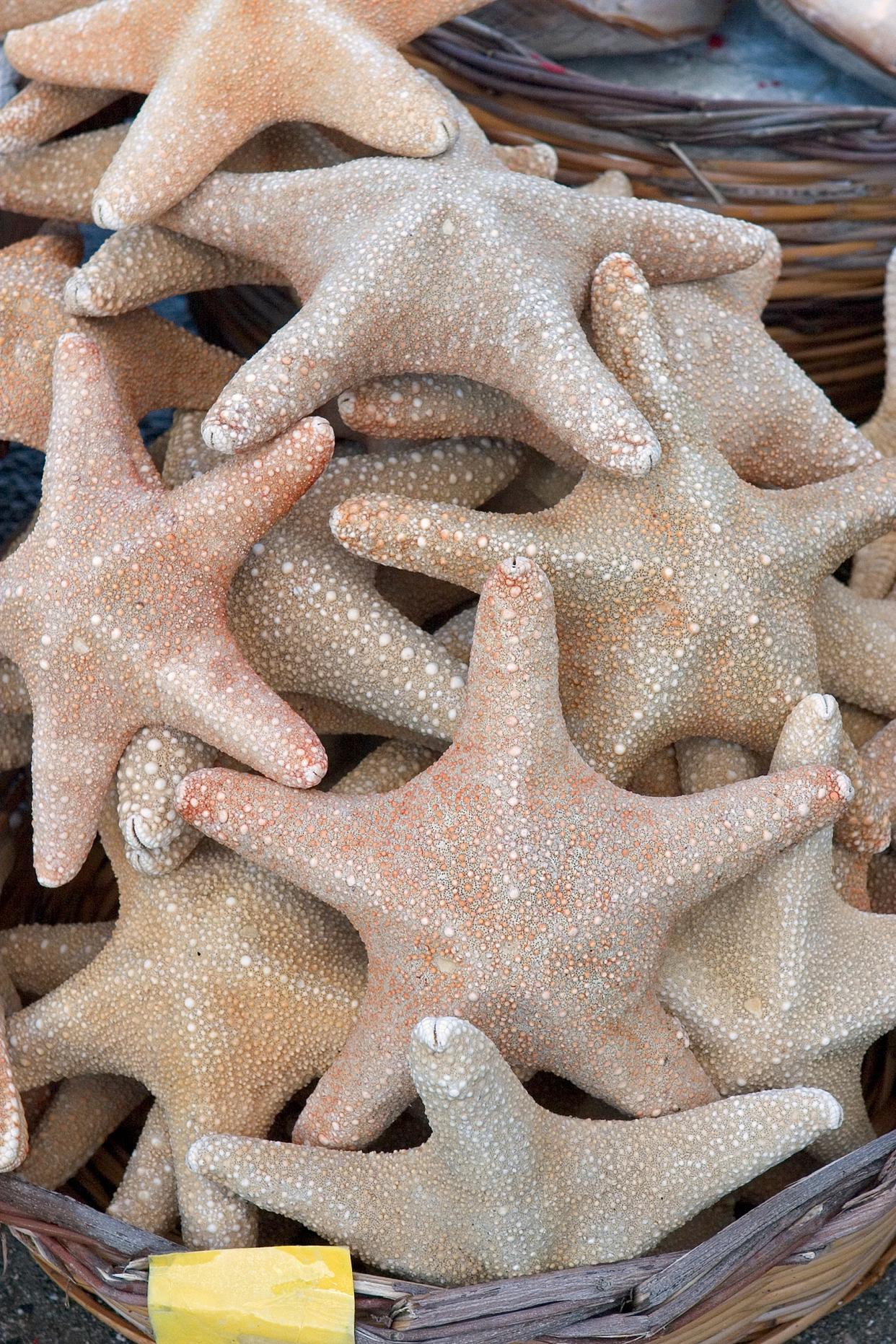 海星怎么吃海星的吃法技巧