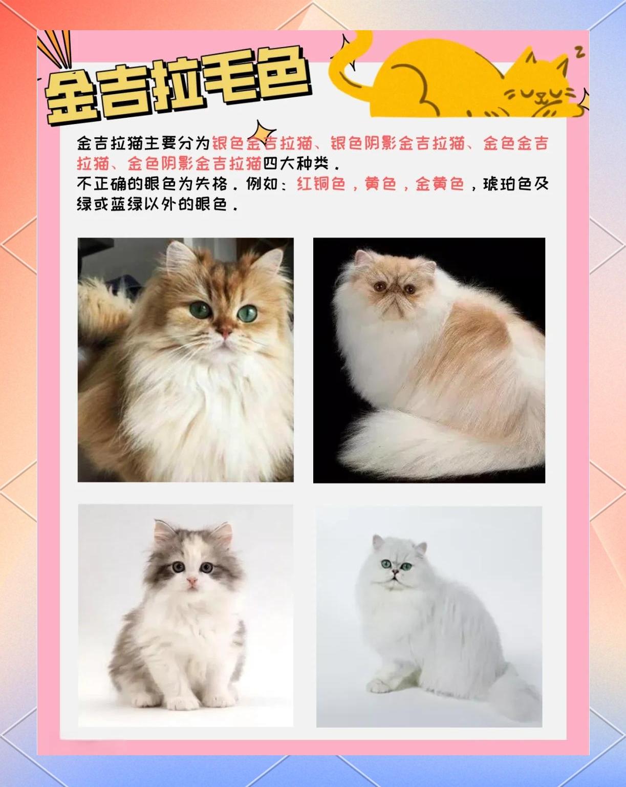 为什么金吉拉猫没人养