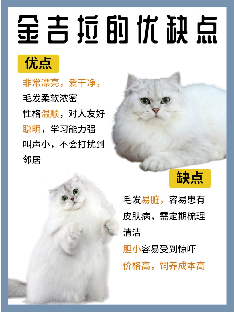 为什么金吉拉猫没人养