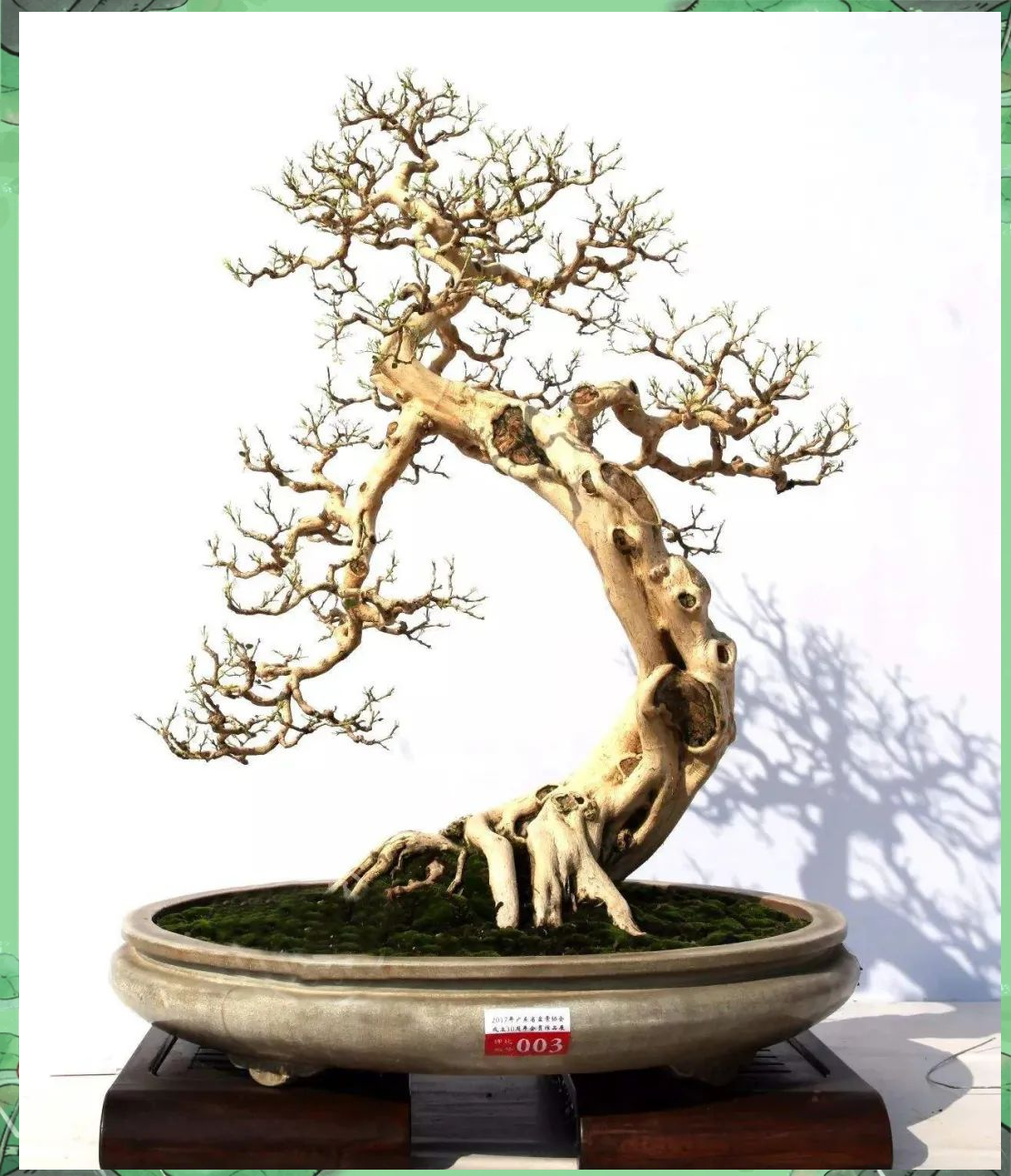 朴树盆景制作及养护方法详解