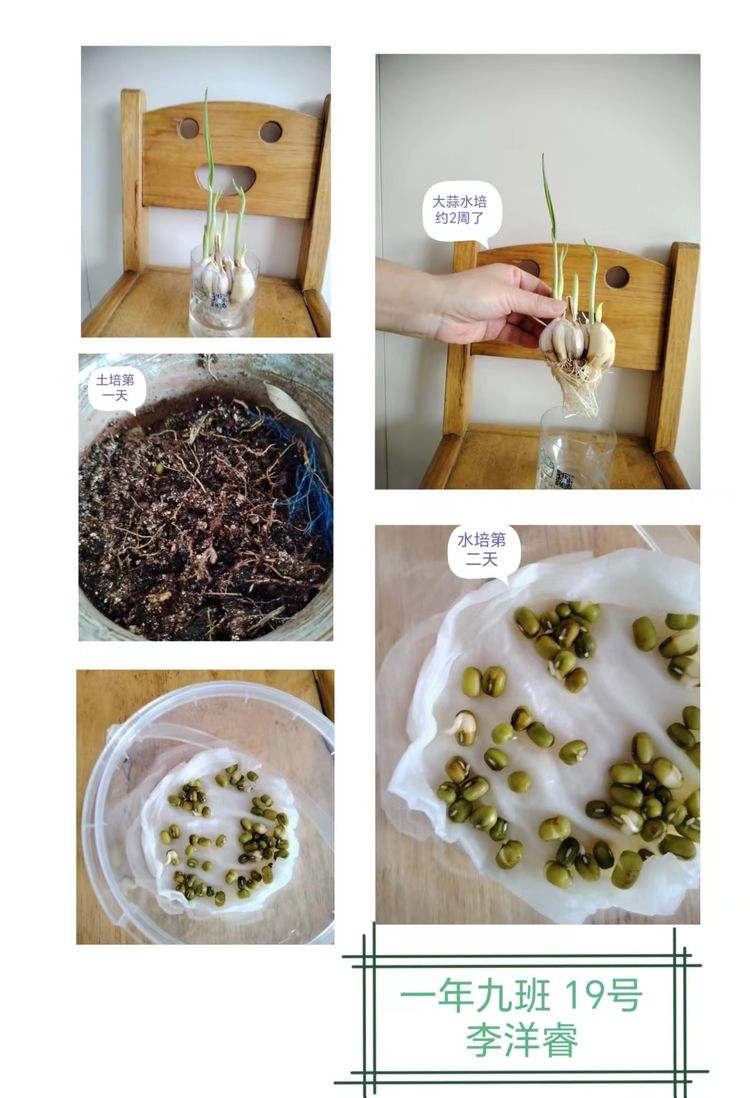 绿豆的生长过程绿豆生长过程