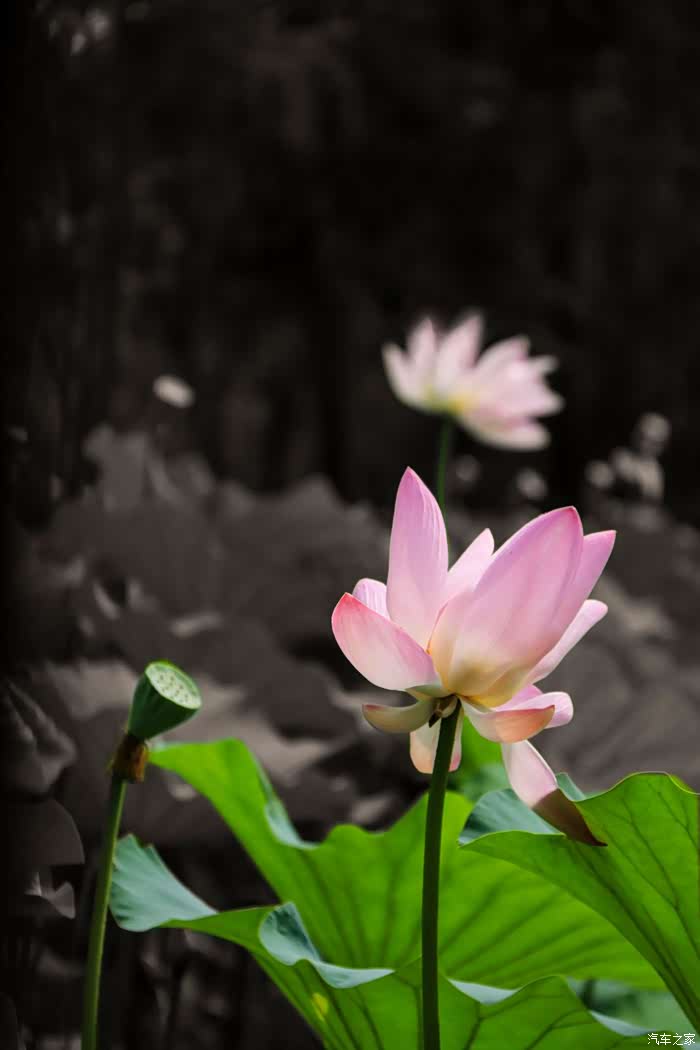 雨轩的寓意雨轩的寓意是什么