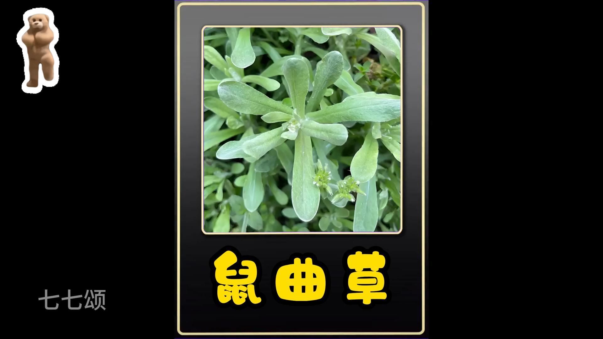 清明节可以吃的草简单介绍