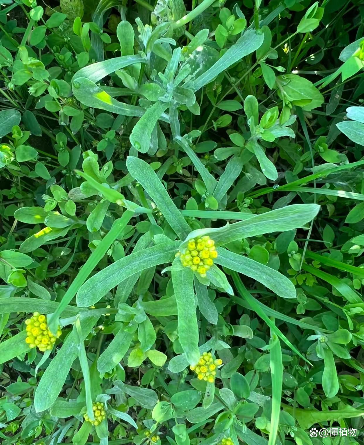 清明节可以吃的草简单介绍