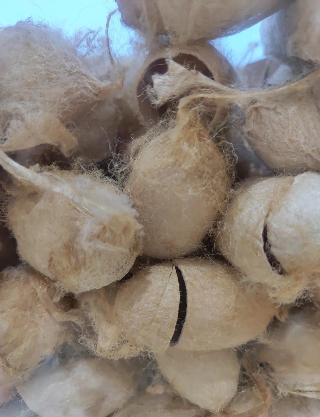 真丝和桑蚕丝有何种区别