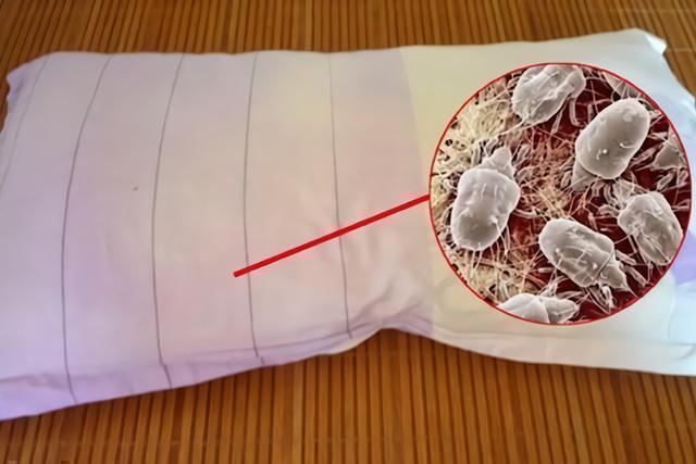 户尘螨和粉尘螨是什么东西