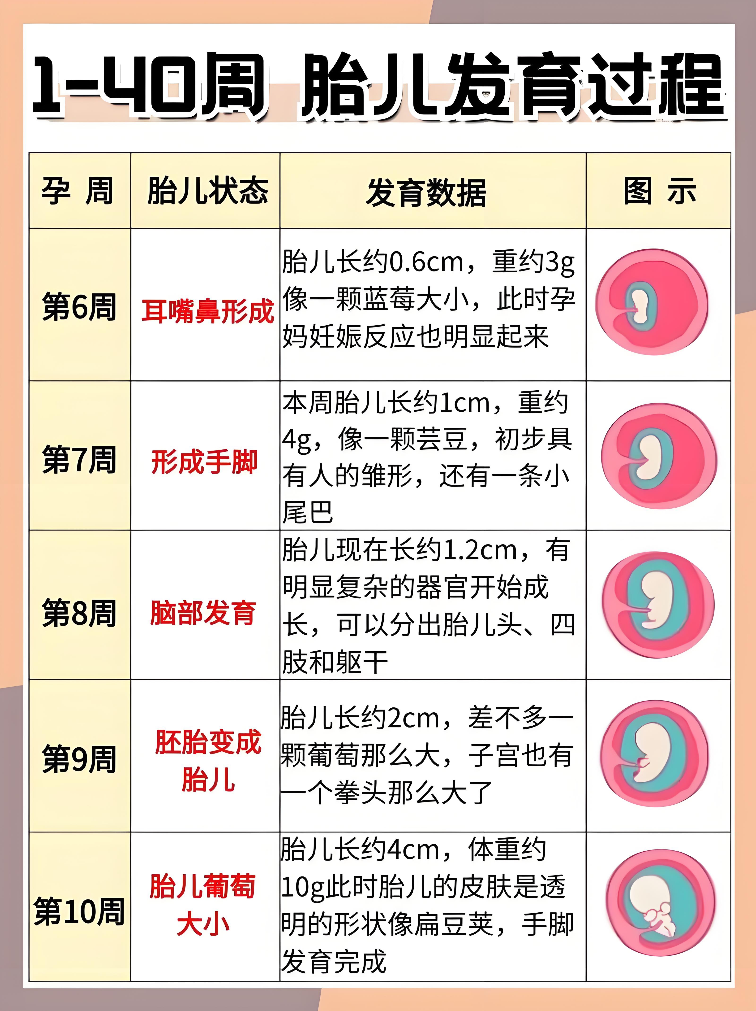如何通过孕囊大小看男孩女孩