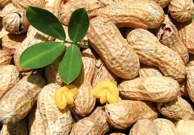 孕妇梦见花生是什么意思