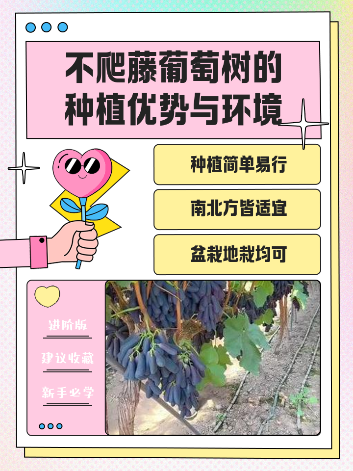 葡萄树的栽培与管理技术
