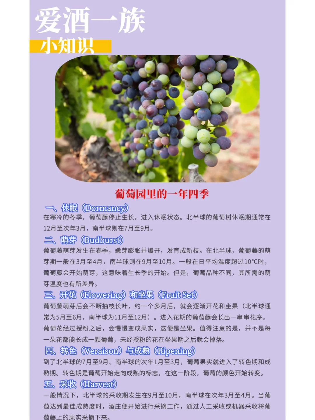 葡萄树的栽培与管理技术